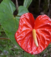 Antherium flower